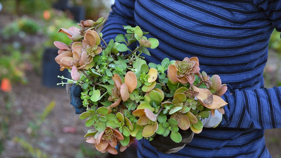 A woman holds a bundle of green and pink succulents