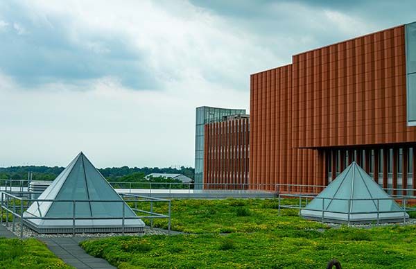 Green roof surrounding glass skylights