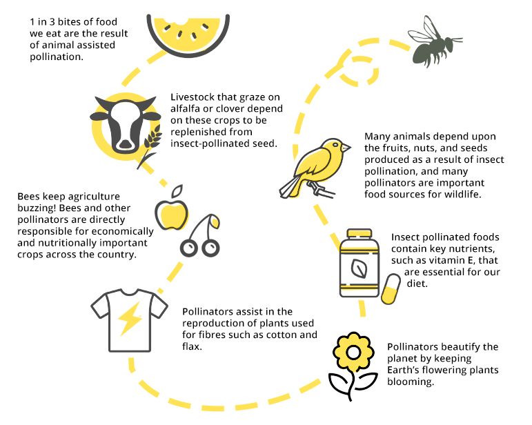 Infographic of the benefits pollinators produce