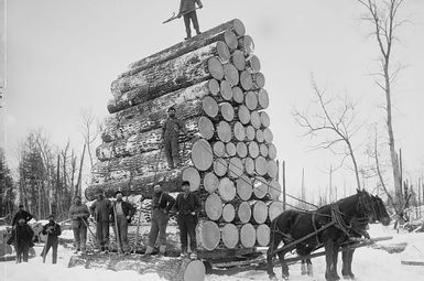 Logging white pines in Michigan in the 1880s. (Photo courtesy of Library of Congress)