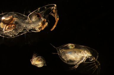 Microscope image showing a phantom midge larva (genus Chaoborus), top left, preying on a Daphnia dentifera water flea, bottom right. Chaoborus is a fierce predator with a complex “catching basket” on its head for quickly trapping small crustaceans like water fleas. Image credit: Meghan Duffy, University of Michigan.