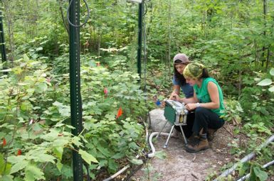 A unique experiment has shown that forest soil could release more carbon than it absorbs on a warming planet. Image credit: Artur Stefanski