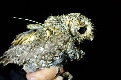 A flammulated owl, Psiloscops flammeolus, is outfitted with an archival GPS unit. 