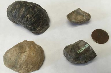 Cretaceous oysters of the genus Pycnodonte investigated in the new study. These specimens were collected in San Miguel County, Colorado (top left), Kane County, Utah (top right), Big Horn County, Wyoming (bottom left), and Natrona County, Wyoming (bottom right), with a penny for scale. Image credit: Matt Jones
