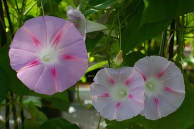 Morning glory flowers at U-M’s Matthaei Botanical Gardens. Image credit: Malia Santos