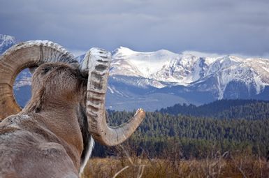 a bighorn sheep overlooking a mountainous area