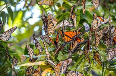 Migrating monarchs roost together in large groups that number in the millions and decorate trees with their characteristic orange and black wings. Image credit: Diann Bayes via Openverse.