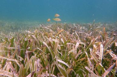 Caribbean seagrass off the coast of Abaco, the Bahamas, with several white grunt fish. Image credit: Bridget Shayka