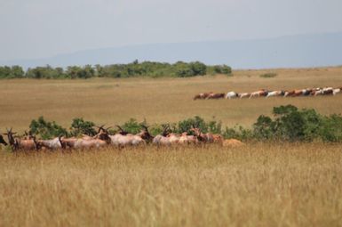 A type of antelope known as topi and cattle graze side by side inside the Maasai Mara National Reserve in Kenya. Image credit: Bilal Butt