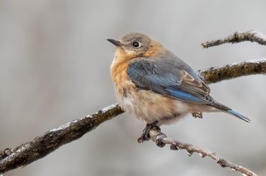 Eastern Bluebird. Photo: Evan Deutsch