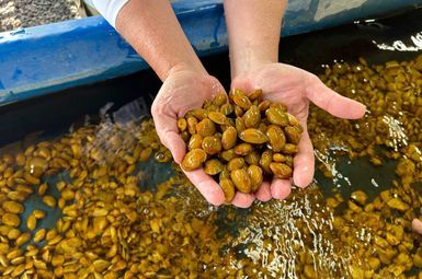 These captive-raised wavy-rayed lampmussel freshwater mussels were used in a University of Michigan-led study of fleshy “mantle lures” that pregnant female mussels use to infect fish hosts with their young. Image credit: Diarmaid O’Foighil, University of Michigan