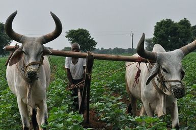 A farmer plows his irrigated cotton field in Gujarat, India. Image credit: Meha Jain, University of Michigan.