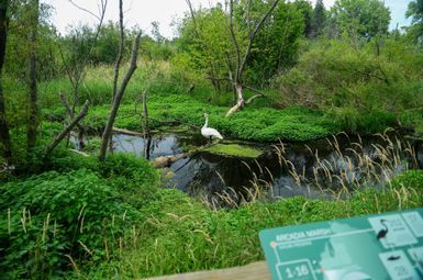 A Trumpeter swan at Arcadia Marsh. Image credit: Jeremy Marble