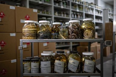 Jars of snakes preserved in alcohol at the University of Michigan’s Research Museums Center. U-M recently acquired tens of thousands of additional reptile and amphibian specimens—including roughly 30,000 snakes—and now hosts the world’s largest research collection of snakes, according to museum curators. Image credit: Eric Bronson, Michigan Photography.