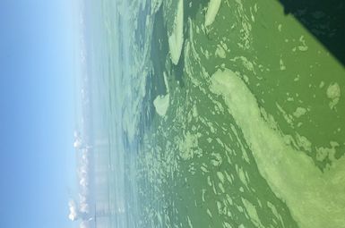 Swirling green algal blooms have become an annual fixture in Lake Erie.