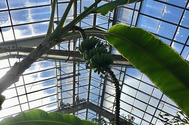   The arched, hanging banana plant stalk with fruits from October, 2021. Photo: Katie Stannard.