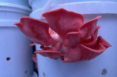 A pink oyster mushroom grows in the basement of the Oxford Houses at the University of Michigan. Photo credit: James Ulery.