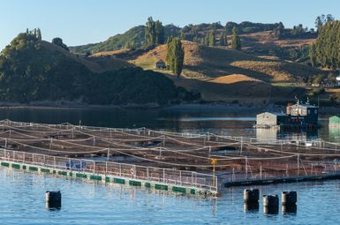 A large, rectangular fenced perimeter covered with netting rises above the surface of blue water in a fjord in Chile. The fish enclosure sits in front of rolling yellow hills covered with slender green trees in the background.