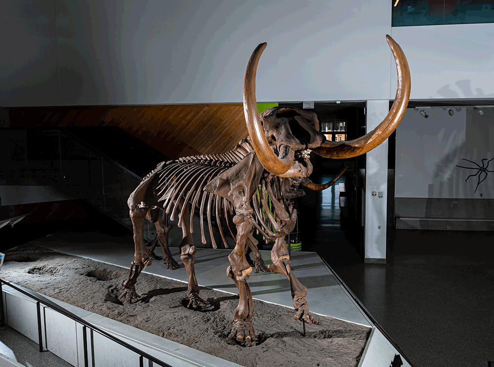 A mounted skeleton of the Buesching mastodon, based on casts of individual bones produced in fiberglass, on public display at the University of Michigan Museum of Natural History in Ann Arbor. The Buesching mastodon is a nearly complete skeleton of an adult male recovered in 1998 from a peat farm near Fort Wayne, Indiana. A new study, led by Joshua Miller of the University of Cincinnati and Daniel Fisher of the University of Michigan, uses oxygen and strontium isotopes from the mastodon’s right tusk to reconstruct changing patterns of landscape use during its lifetime. Image credit: Eric Bronson, Michigan Photography