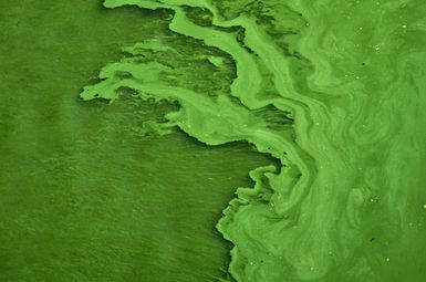 algae-filled water; photo credit Mihály Köles