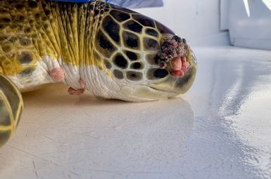 Green sea turtle with fibropapillomatosis. Image credit: iStock