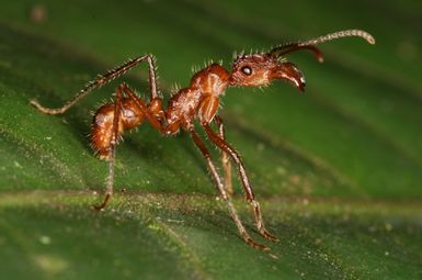 An ant (species: Ectatomma tuberculatum) photographed in Costa Rica. Ants make up a large fraction of the total animal biomass in most terrestrial ecosystems, but researchers say that an understanding of their global diversity is lacking. This new study provides a high-resolution map that estimates and visualizes the global diversity of ants. Photo credit: Dr. Benoit Guénard