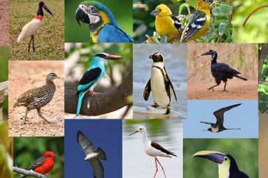 collage of birds