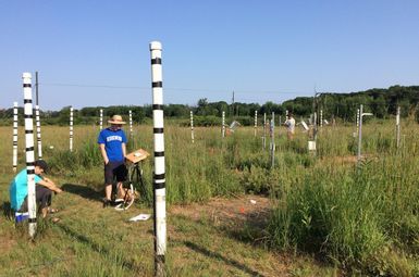 Three researchers work in a grassland ecosystem experiment, where distinct square plots of waist-high grasses stretch into the distance.