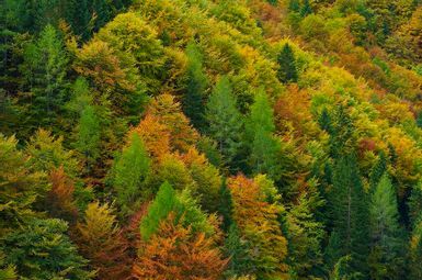 Coniferous mixed forest, Val Saisera, Italian Julian Alps, Italy. Image credit: Dario Di Gallo, Regional Forest Service of Friuli Venezia Giulia, Italy