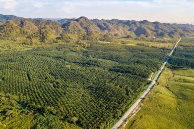 Palm Oil Plantation in Guatemala. Image credit: iStock