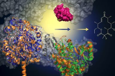 With the addition of a murine-derived biocatalyst (green), this engineered protein can add a fluoride atom to create macrolide analogs (structure, right). This approach offers a greener, more efficient method for creating new antibiotics. Image courtesy: Martin Grininger and Rajani Arora