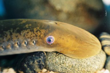 Sea lamprey holding onto rock. Photo credit: T. Lawrence, Great Lakes Fishery Commission