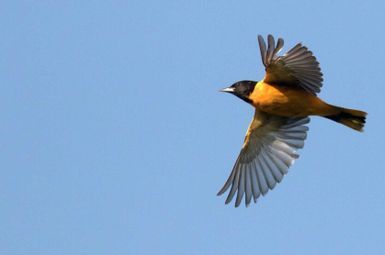 A Baltimore oriole in flight. Orioles are nocturnal migratory birds. Image credit: Andrew Dreelin