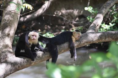 Capuchin monkeys resting. 