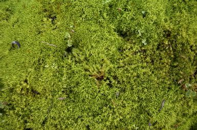 The presence of mosses blanketing the soil is actually a positive indication rather than a negative one. Mosses play a crucial role in establishing the groundwork for the flourishing of other plant species. Image credit: University of New South Wales