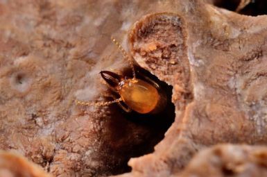 Asian subterranean termite (Coptotermes gestroi) soldier in carton nest. C. gestroi is a wood-feeding termite. Image credit: Thomas Chouvenc