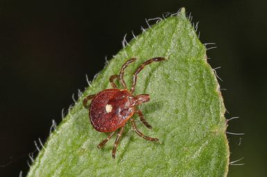 The saliva from a lone star tick bite is believed to cause allergic reactions to red meat, and the tick is being found in a wider swath of locations than ever before. Image credit: Judy Gallagher, CC by 2.0