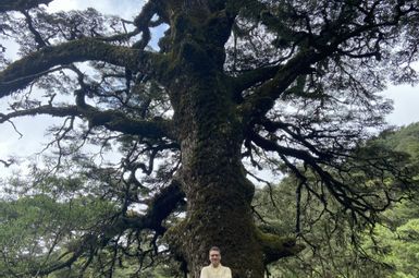 Timothy Cernak, an assistant professor from the University of Michigan’s Department of Chemistry and College of Pharmacy, stands in front of a Chinese hemlock tree (Tsuga chinensis) in its native Taiwan. Cernak thinks that the pool of organic molecules that the tree emits from its leaves could help control the spread of an invasive hemlock pest wrecking havoc in eastern North America. Photo credit: Hsin-Ting Yeh, used with permission.