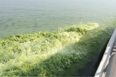 Green scum from a cyanobacterial harmful algal bloom in western Lake Erie. The fieldwork was part of a project, funded by the National Science Foundation and the Great Lakes Center for Fresh Waters and Human Health, to study the effect of environmental conditions on toxin production by cyanobacteria. Image credit: McKenzie Powers.