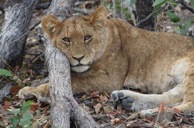 A member of a lion pride lounges in the shade near Moremi Game Reserve in the Okavango Delta, Botswana. Image credit: Kirby Mills 