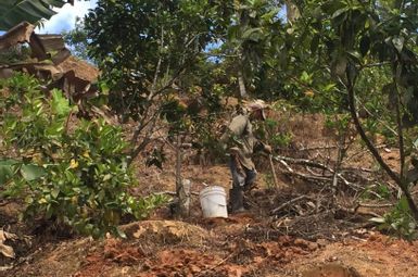 In July 2018, coffee farmer Julio Rivera Maldonado clears debris and weeds on his coffee farm in Utuado, Puerto Rico, less than a year after Hurricane Maria. Large shade trees toppled onto the coffee plants. Weeds choked those that survived. Image credit: Nardy Baeza Bickel, Michigan News