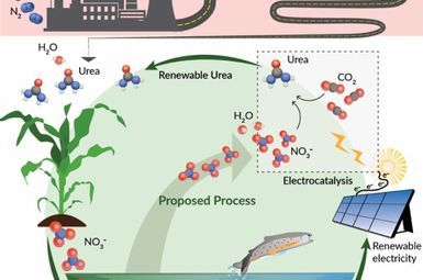 The current process to produce urea for fertilizer compared to the proposed sustainable process that uses carbon dioxide and nitrate to form urea using renewable electricity. Image credit: Sayo Studio