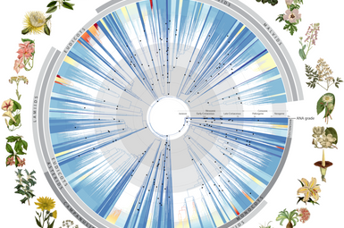 Angiosperm Tree of Life. Image credit: RBG Kew