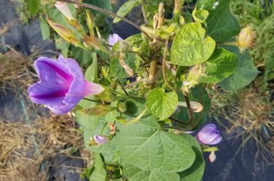 A morning glory plant with purple flowers