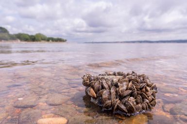 Zebra mussels cover a rock in a lake. Invasive mussels cost the U.S. an estimated $1 billion per year in removal and repair. (Photo courtesy of U.S. Fish and Wildlife Service)