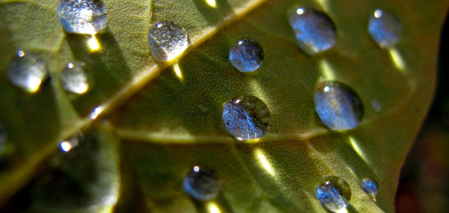 Closeup of beads of water on a leaf