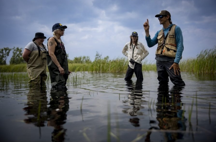 Four people in waders stand in shallow water surrounded by tall grasses under a cloudy sky at the U-M Bio Station