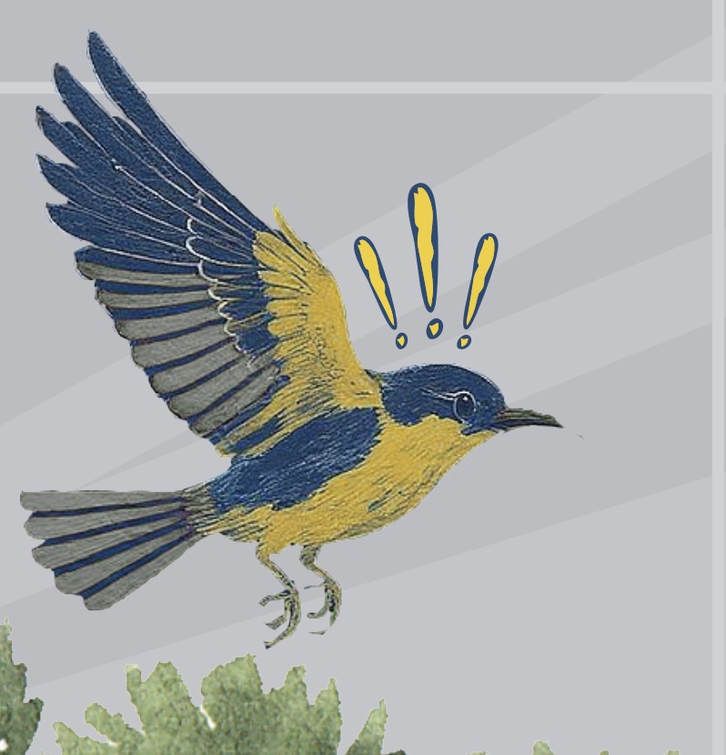 Cover of the design contest "Bird Safe Decal Challenge"  