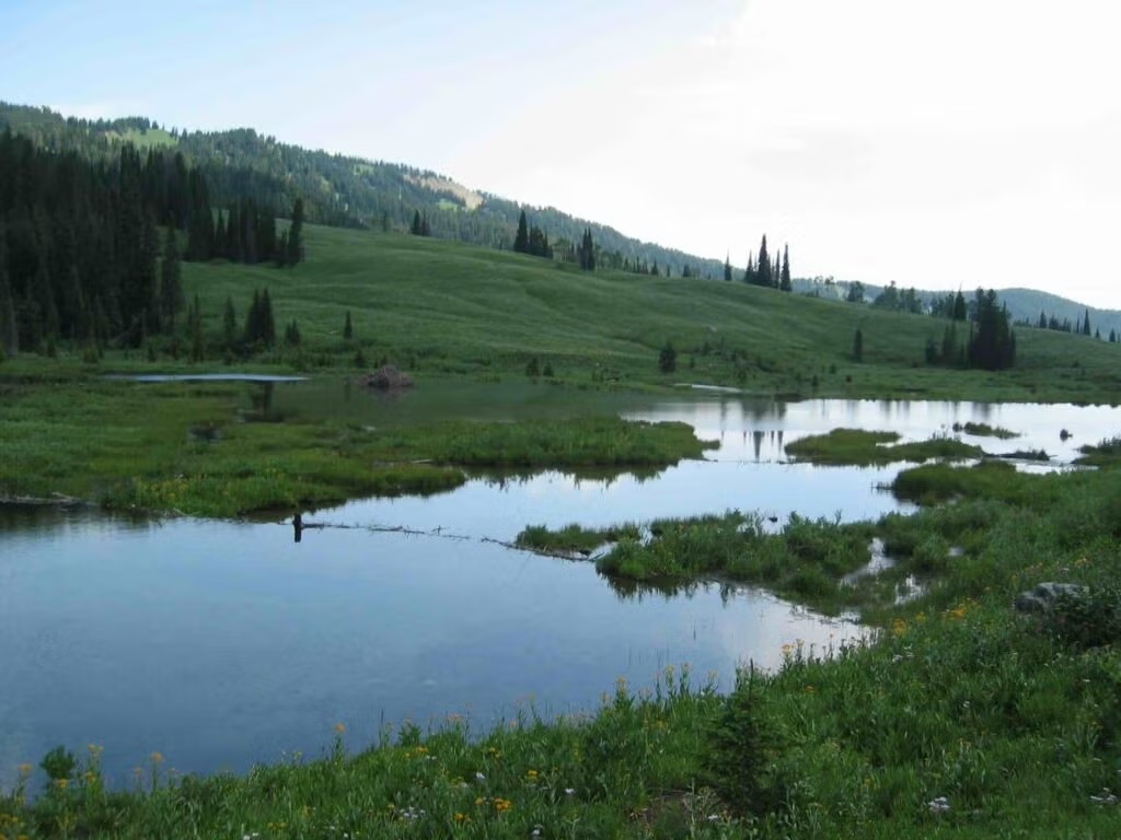 Peaceful landscape with calm water, green hills, and evergreen trees.