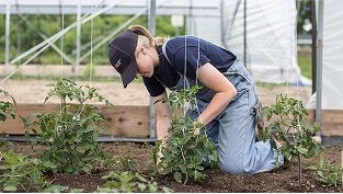 Student planting vegitables at the Campus Farm
